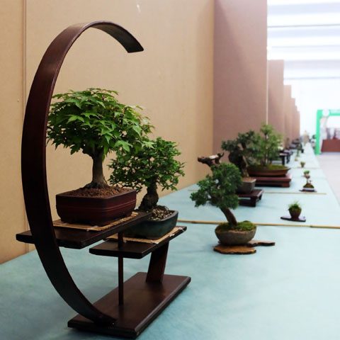 mondo-bonsai-2017-02