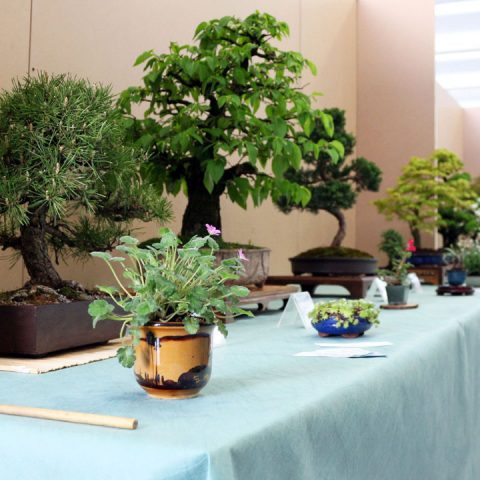 mondo-bonsai-2017-13