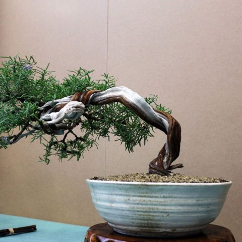 mondo-bonsai-2017-17