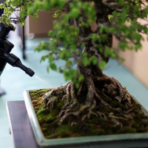 mondo-bonsai-2017-24