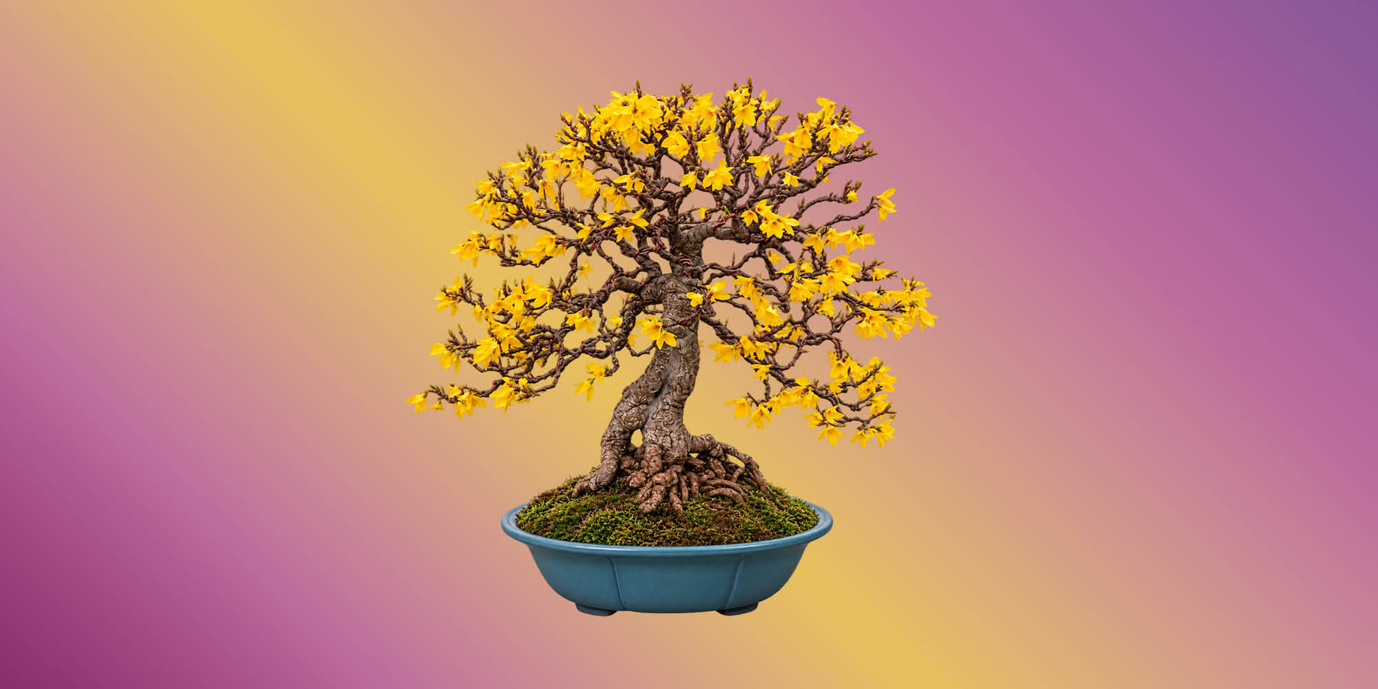 Mondo Bonsai 2027